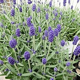 잉글리쉬 라벤더 English Lavender 소형 허브 월동식물 생화 화분 화초 여름꽃 보라색꽃 서비내