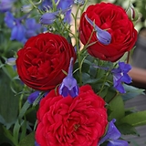 독일장미.4계.아웃오브로젠하임.예쁜 빨강,레드색.old rose 향기.꽃10cm.아주예뻐요.정원장미.월동가능.상태굿.늦가을까지 피고 합니다.