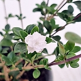 겹단정화 (흰꽃)