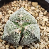 Astrophytum myriostigma cv. ONZUKA