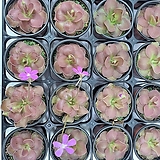 모라넨시스(Pinguicula moranensis) /벌레잡이꽃/식충식물