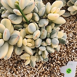 Cotyledon orbiculata cv variegated