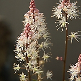 Tiarella cordifolia v.collina ‘Oakleaf’ /  2023 2 11