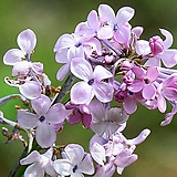 미스김라일락   15cm 포트  H50-60cm  3년생  향기라일락 조경수 봄꽃  월동나무  꽃보러가자