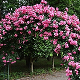 독일 사계넝쿨장미 안젤라  재입고 6치 포트 (2지 이상)  분홍꽃 정원장미  장미묘목 넝쿨장미 꽃보러가자