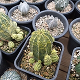 Euphorbia obesa (Baseball Plant) []