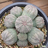 Euphorbia obesa (Baseball Plant) 