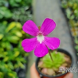 모라넨시스 꽃 색깔 쨍해 예뻐 벌레잡이제비꽃