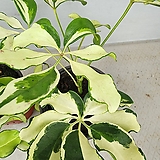 Schefflera arboricola 200