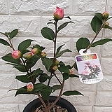 Camellia japonica 35