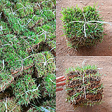 천연 토종 잔디 18cm x 18cm 20장 산소용 정원용