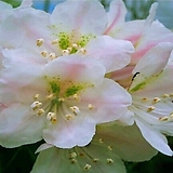 Rhododendron schlippenbachii 