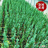 문그로우 국제묘목농원 측백나무 상록수 조경수 침엽수