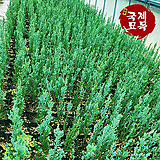 문그로우 국제묘목농원 측백나무 상록수 조경수 침엽수 향나무