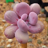 Pachyphytum Bora金 