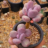Pachyphytum Bora 