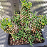 Euphorbia hypogaea 