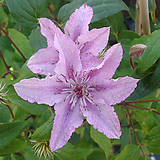 Lilac clematis Hagley hybrid clematis