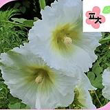 주름 흰접시꽃 씨앗(50립) -촉규화 아욱 종자씨앗