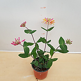 Lonicera japonica Thunb. []    109