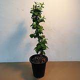 앵두나무 화분묘 접목1년생 화분채배송