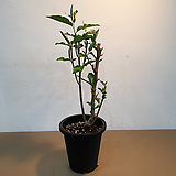 왕보리수나무 화분묘 1년생 화분채배송