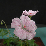 Geranium sibiricum L. -
