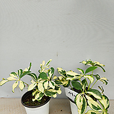 Schefflera arboricola 2    360