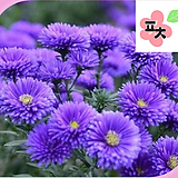 아스타 씨앗(50립) -숙근아스타 아스타국화 국화 과꽃 겹과꽃 종자씨앗 할인 꽃씨앗