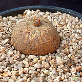 티벳장미(유포르비아 라플럼 euphorbia rapulum)