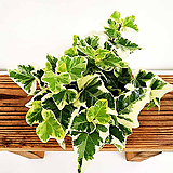 아이비 무늬아이비 칼라아이비 소품 넝쿨 덩쿨식물 행잉플랜트 공기정화식물 수경재배 그늘식물
