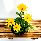 비덴스 바이덴스 비덴샤 야생화 황금꽃 노지월동 황금여신 꽃화분 꽃식물