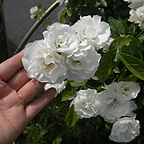 Rosa multiflora -