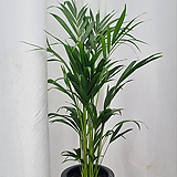 서비내 아레카야자 중대품 전체높이 약 80cm 공기정화식물 반려식물 인테리어 플랜테리어