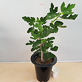 Ficus carica []     099