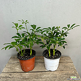 [희희낙락플라워]홍콩야자 소품 3포트묶음세트 공기정화식물 인테리어식물