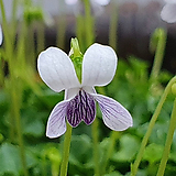 Viola mandshurica W.BECKER. 