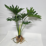 [무배]수경식물 프렌즈 큰잎 호프셀렘(특상) 2023 새 상품