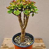 한桩迷你Crassula argentea f variegata(12cm분) 