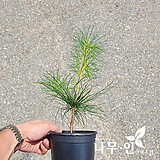 Pinus strobus L. []