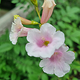 Campsis grandiflora 