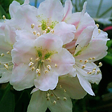Rhododendron brachycarpum 