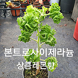 Pelargonium(Geranium) ..