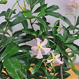 Trachelospermum asiaticum var. majus 
