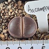 Litops aucaampiae Chocolate tuddles 