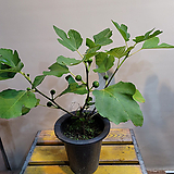 Ficus carica 50-70
