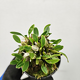 Dendrobium jenkinsii 149