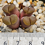 Conophytum ophthalmophyllum 
