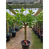 뱅갈고무나무 대형 곧은 목대 풍성한 수형 공기정화식물 행복한꽃농원