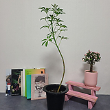 Schefflera arboricola /   85m   70m